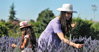 Os beneficios da lavanda